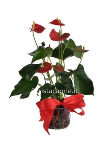 Pianta di anthurium altezza 50 cm