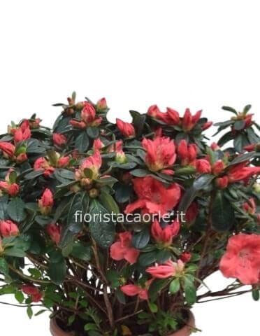 Azalea in vaso Media