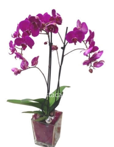Pianta di Phaleonopsis