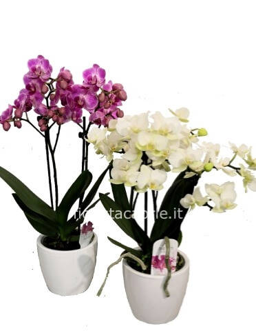 Pianta di Orchidea phaleonopsis piccola con vaso ceramica bianca