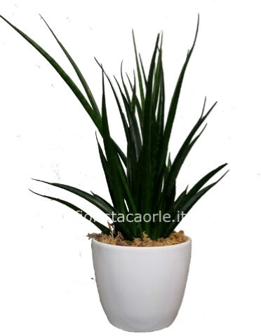 Sanseveria di tutte le misure