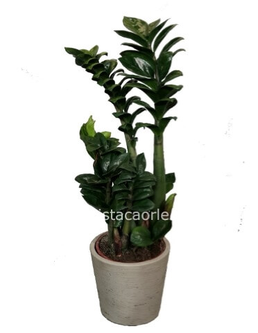 Pianta di Zamioculcas con coprivaso in ceramica