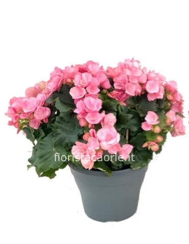 Begonia Elatior vaso 12 cm