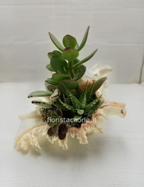Conchiglia 1